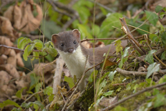 Common mammals of the Maine coast · iNaturalist