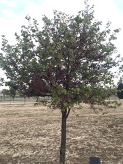 Cercis siliquastrum