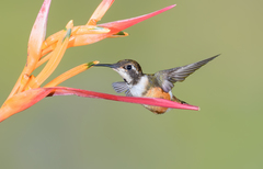 Calliphlox amethystina