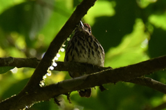 Micromonacha lanceolata