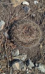 Mammillaria mystax