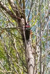 Stenaspis verticalis insignis