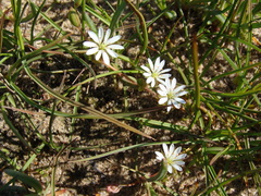Stellaria humifusa