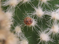 Pharoscymnus flexibilis