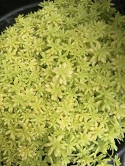 Sedum japonicum