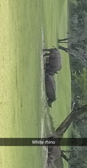 Rhinocerotidae