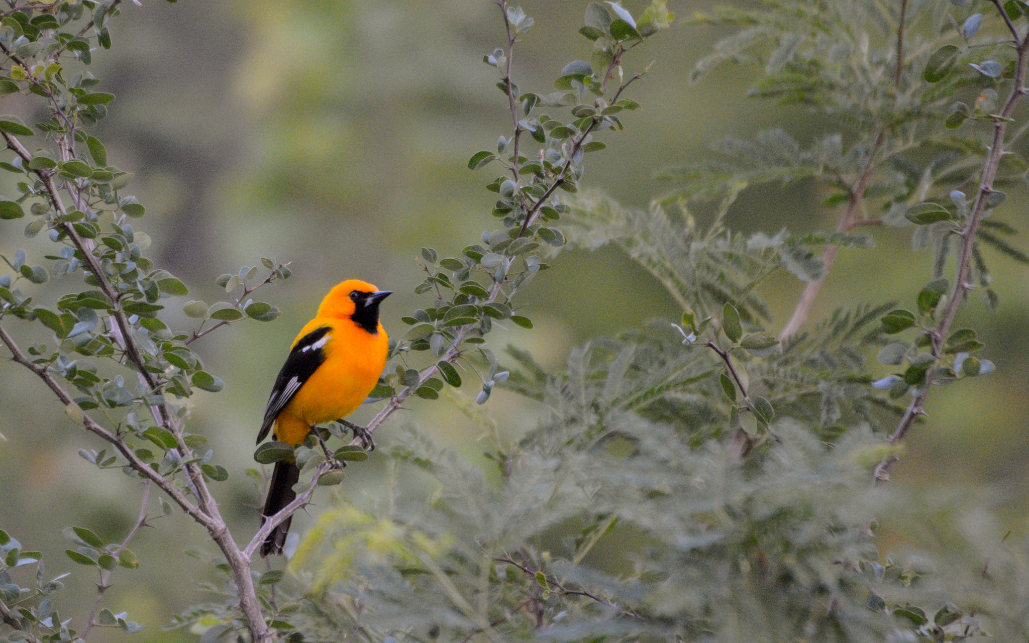 Yellow oriole is a passerine bird in the family Icteridae. Bird