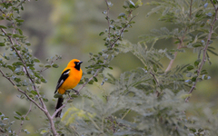 Orange Oriole photo 4