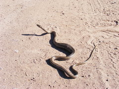 Philodryas chamissonis