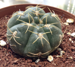 Gymnocalycium denudatum