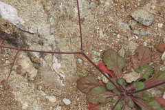 Chorizanthe staticoides