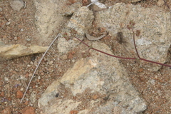 Chorizanthe staticoides