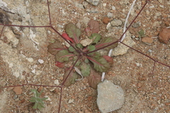 Chorizanthe staticoides