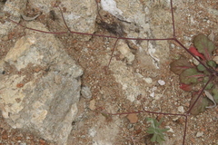 Chorizanthe staticoides