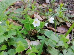 Oxalis acetosella