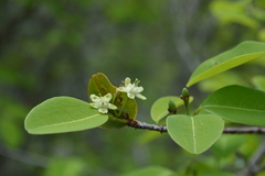 Erythroxylum haughtii
