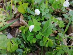 Oxalis acetosella
