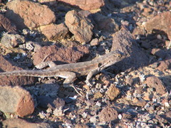 Liolaemus atacamensis