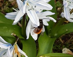 Osmia cornuta