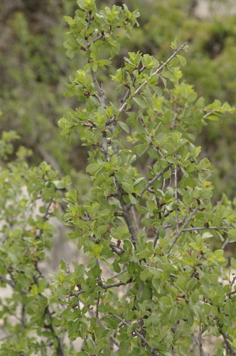 Image of Prunus havardii by (c) Eric Knight, some rights reserved (CC BY)