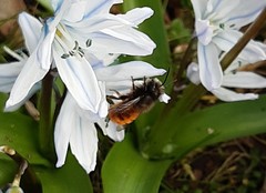 Osmia cornuta