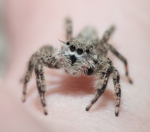 Tan jumping spider