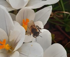 Apis mellifera