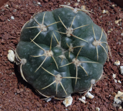 Gymnocalycium denudatum
