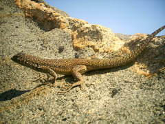 Liolaemus zapallarensis