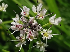 Oenanthe globulosa