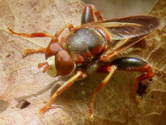 Teuchocnemis bacuntius