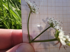 Oenanthe globulosa