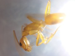 Camponotus micronesicus