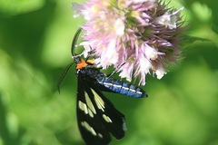 Gnophaela latipennis