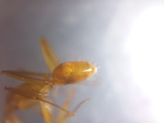 Camponotus micronesicus