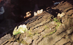 Rigidoporus populinus