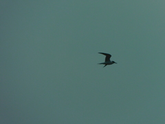 Thalasseus sandvicensis