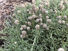 Calocephalus lacteus