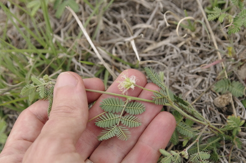 Bluntpod Bundleflower (Desmanthus obtusus)