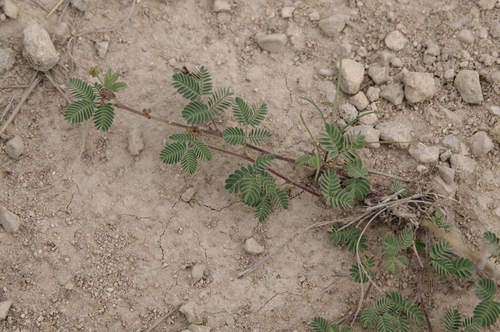Image of Desmanthus obtusus by (c) Eric Knight, some rights reserved (CC BY)