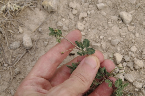 Image of Desmanthus obtusus by (c) Eric Knight, some rights reserved (CC BY)