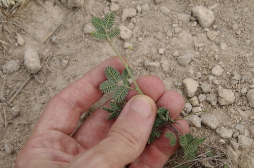 Image of Desmanthus obtusus by (c) Eric Knight, some rights reserved (CC BY)