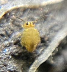 Sminthurinus henshawi