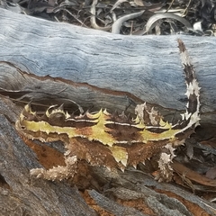 Moloch horridus