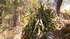 Disocactus speciosus