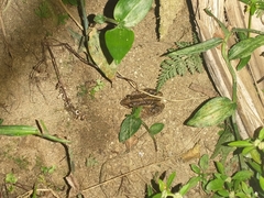Leptodactylus albilabris