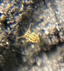 Sminthurinus elegans