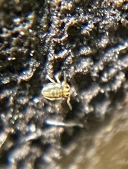 Sminthurinus elegans