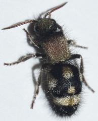 Physetopoda punctata