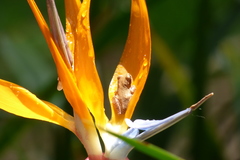 Dendropsophus bogerti